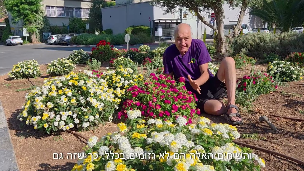 לנטנה- אחלה שיח!