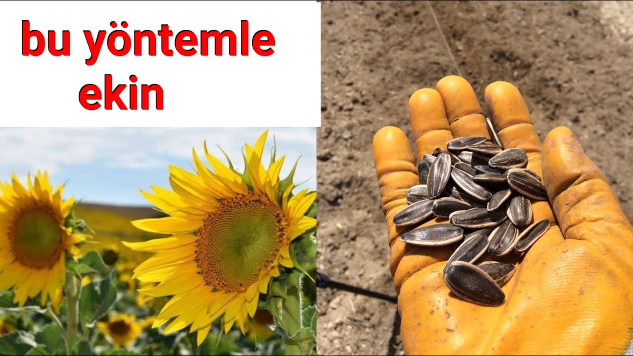 PARMAK GİBİ AY ÇEKİRDEĞİ YETİŞTİRİN