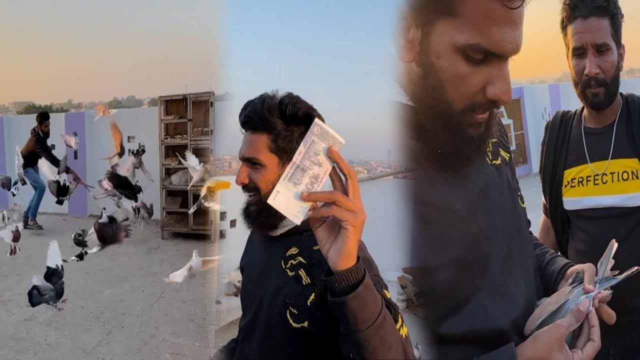 Aaj es kabutar ko pakra Kay azad kar diya akhir kyun 😳😳