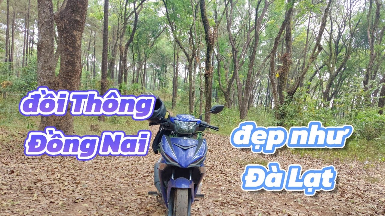 khám phá đồi Thông tuyệt đẹp ở Đồng Nai mà cứ ngỡ Đà Lạt 