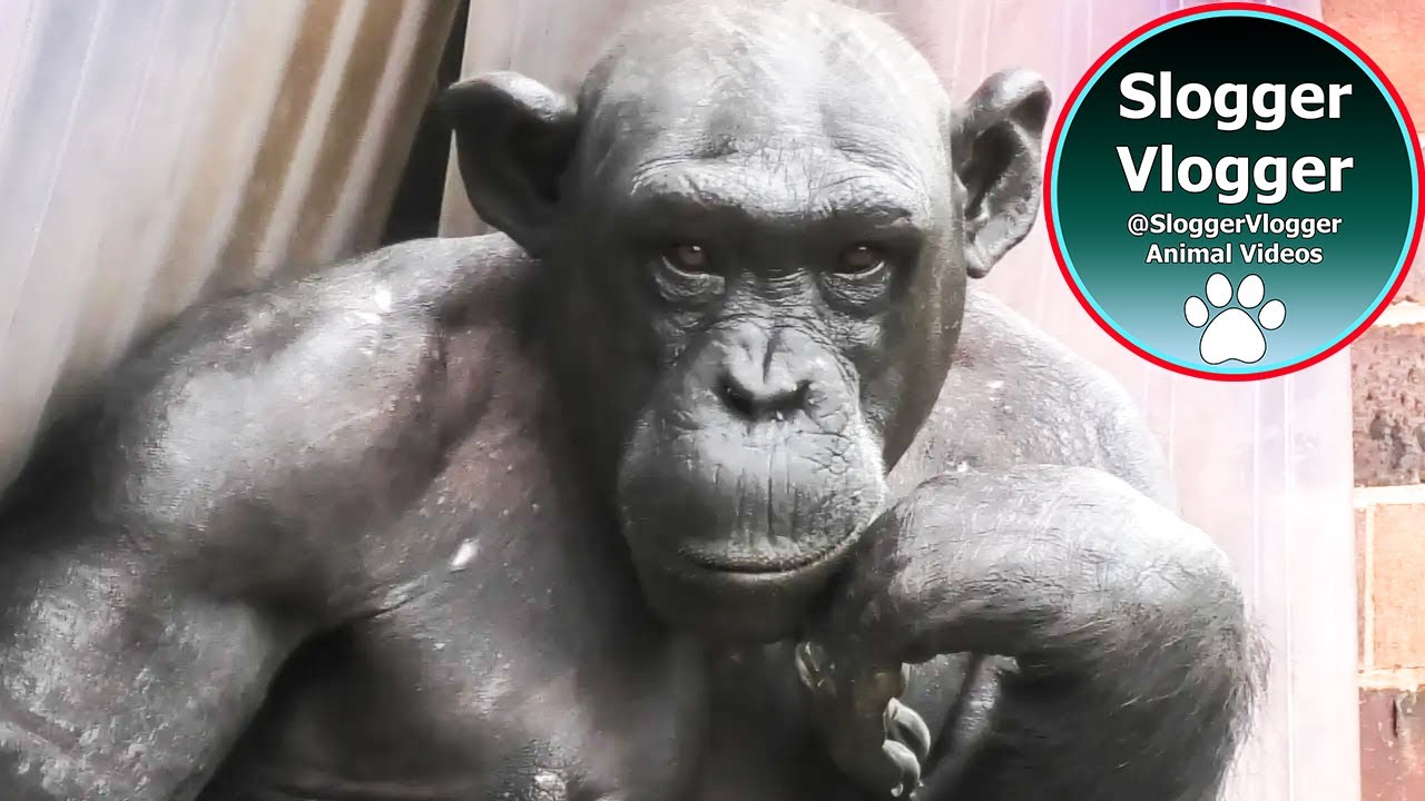 Bald Chimp Alice And Her Baby