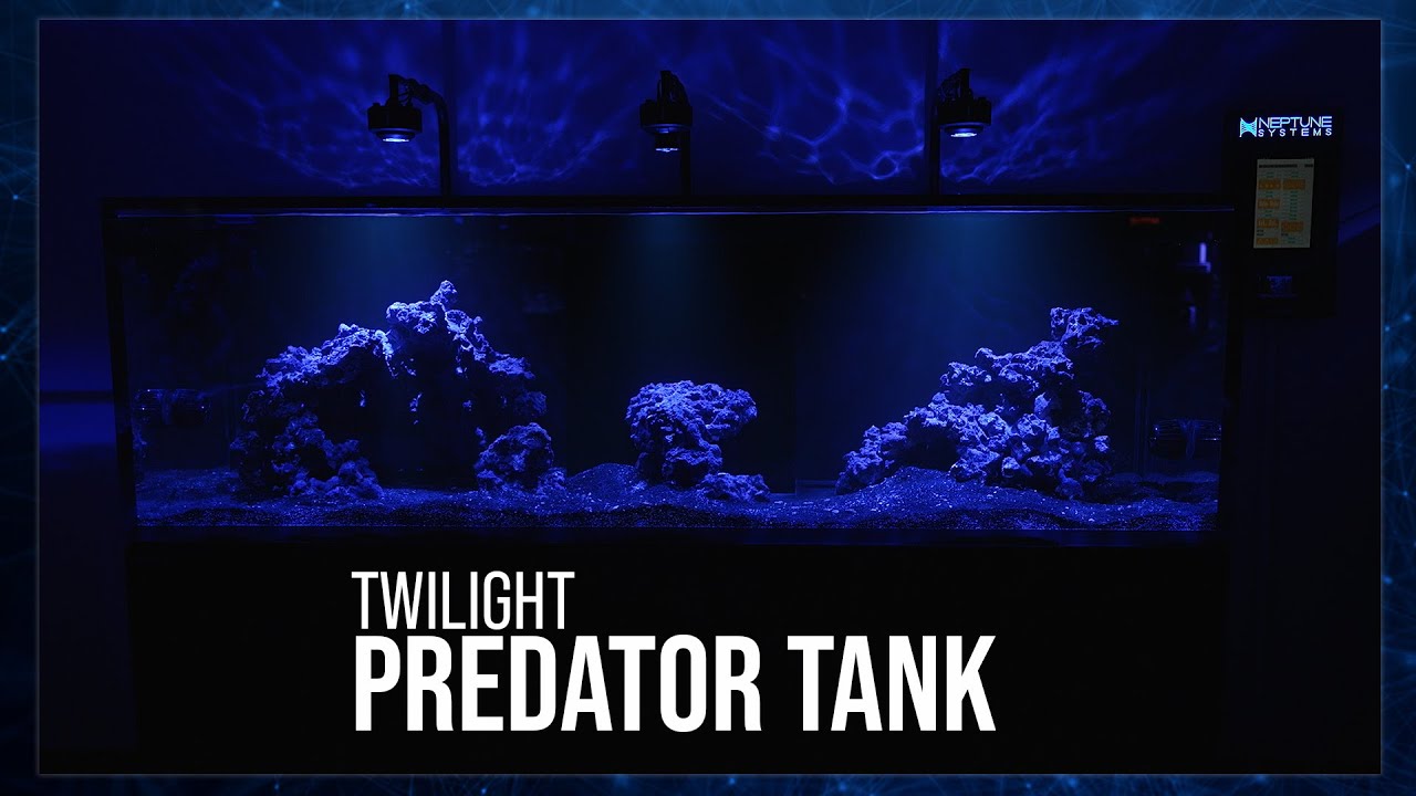 Week 2: Twilight Predator Tank - A Deadly Elegance | 52SE