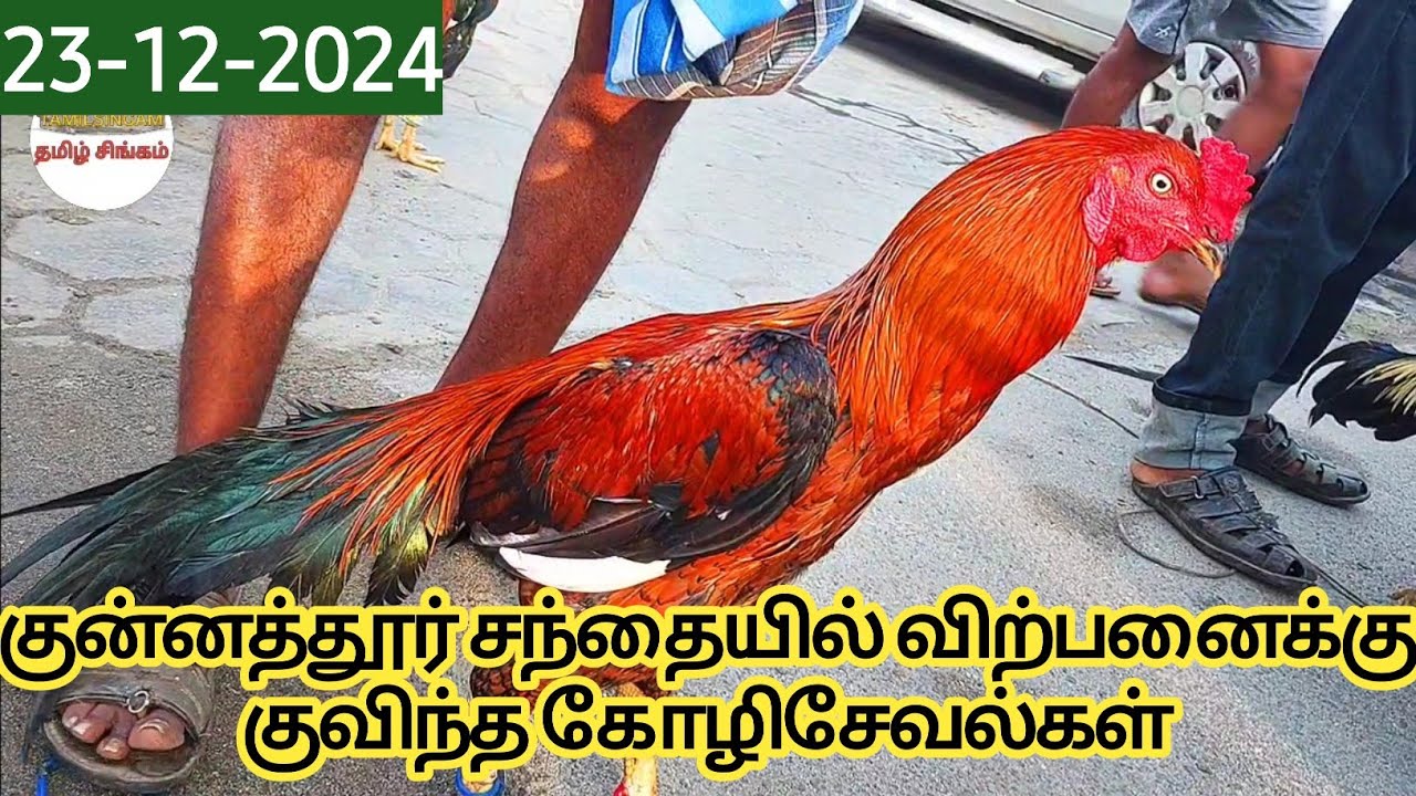 குன்னத்தூர் சந்தையில் விற்பனைக்கு குவிந்த கோழிசேவல்கள்/23-12-2024 #kunnathur #tirupur #monday #tamil