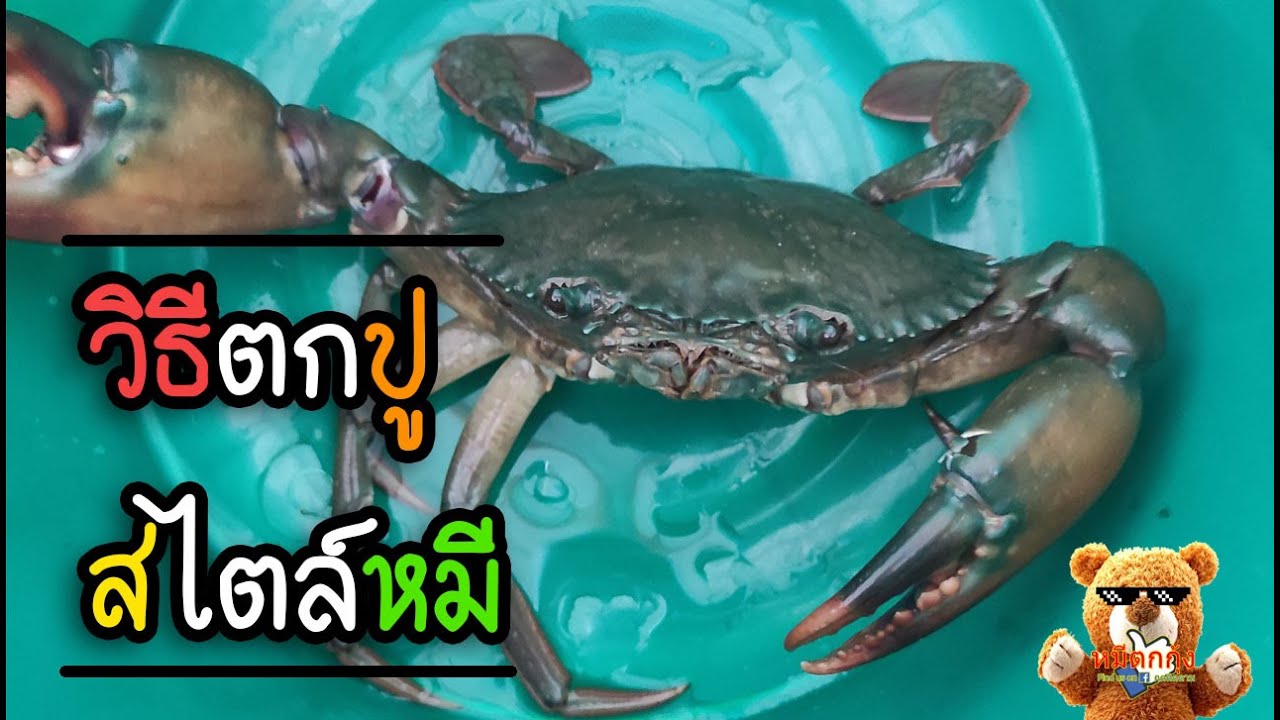 วิธีตกปู แบบฉบับหมีตกกุ้ง