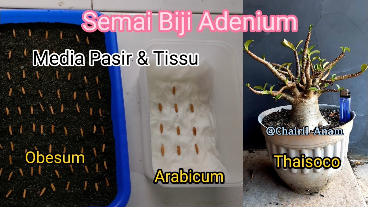 Semai Biji Adenium Obesum, Arabicum & Thaisoco Dengan Media Pasir dan Tissu.