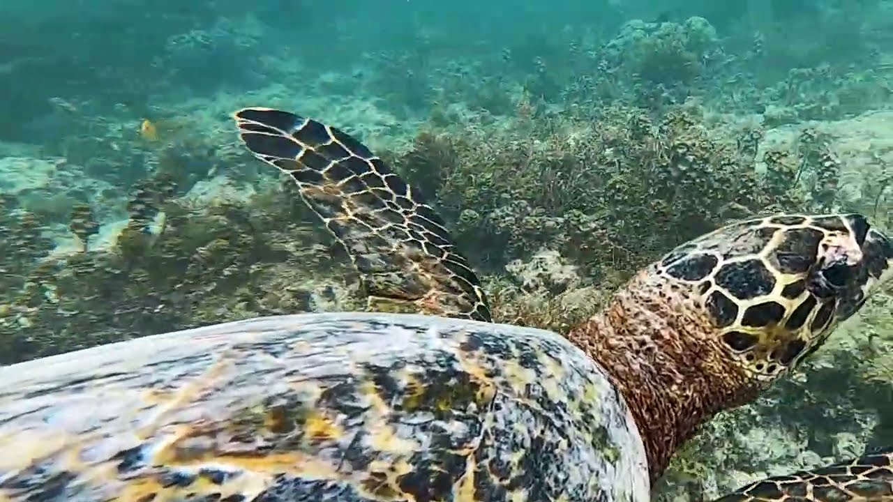Passionnante évasion sous-marine au cœur de l'Océan. Découverte du monde du silence. Vidéo 17.