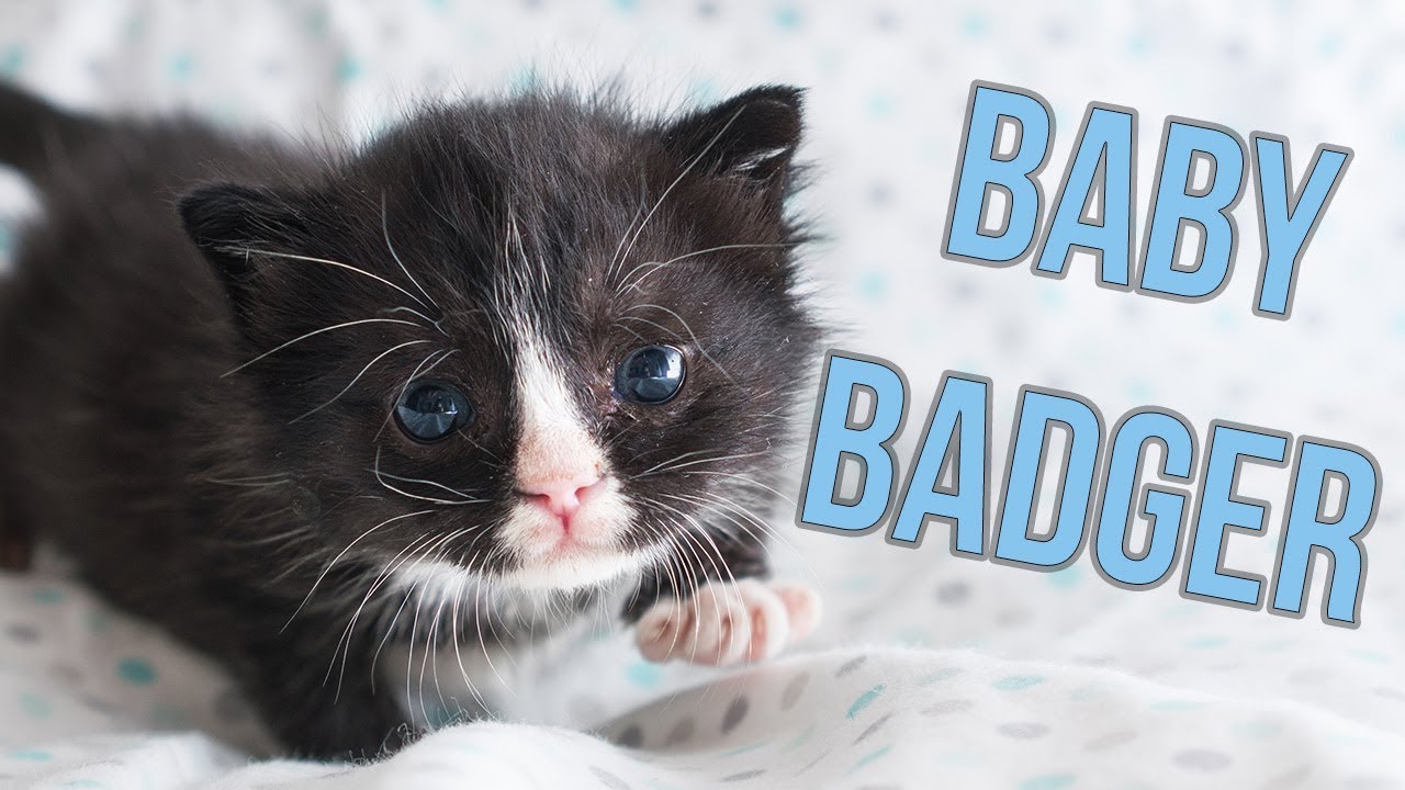 Update: Badger, the Hot Mess Kitten!