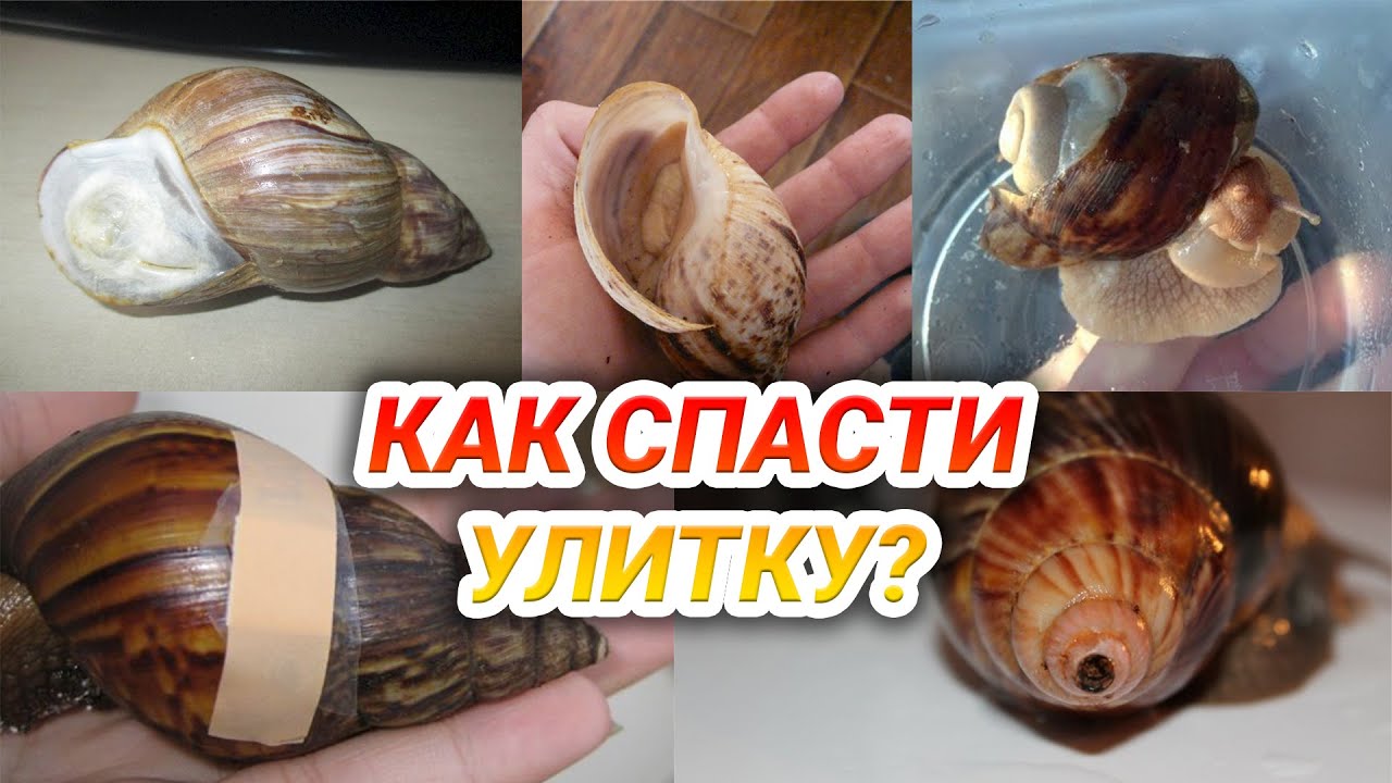 Улитка ахатина заболела, закрылась в раковине и не вылезает. Травмы ракушки