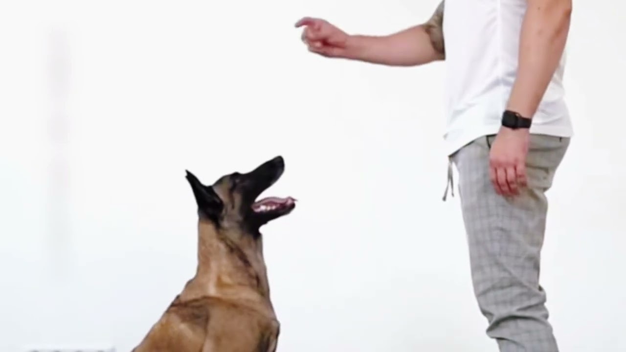 K9 Bite Training in Slow Motion