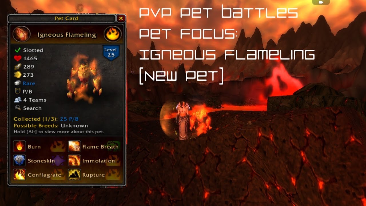 PVP Pet Battles - Pet Focus: Igneous Flameling (New Pet)