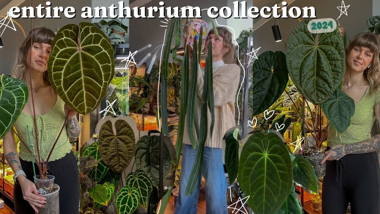 all of my anthurium 🖤🌿 with growth updates, growing conditions, & where i got them!