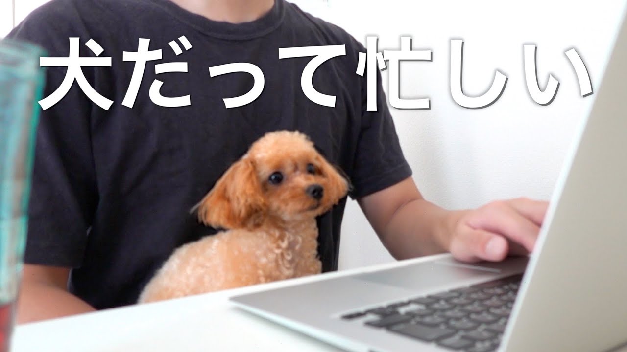 トイプードルがいる家で在宅勤務するとこうなる