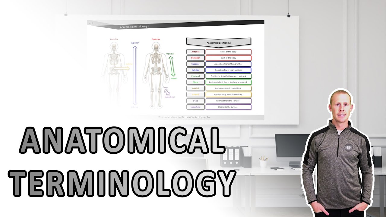 Anatomical terminology