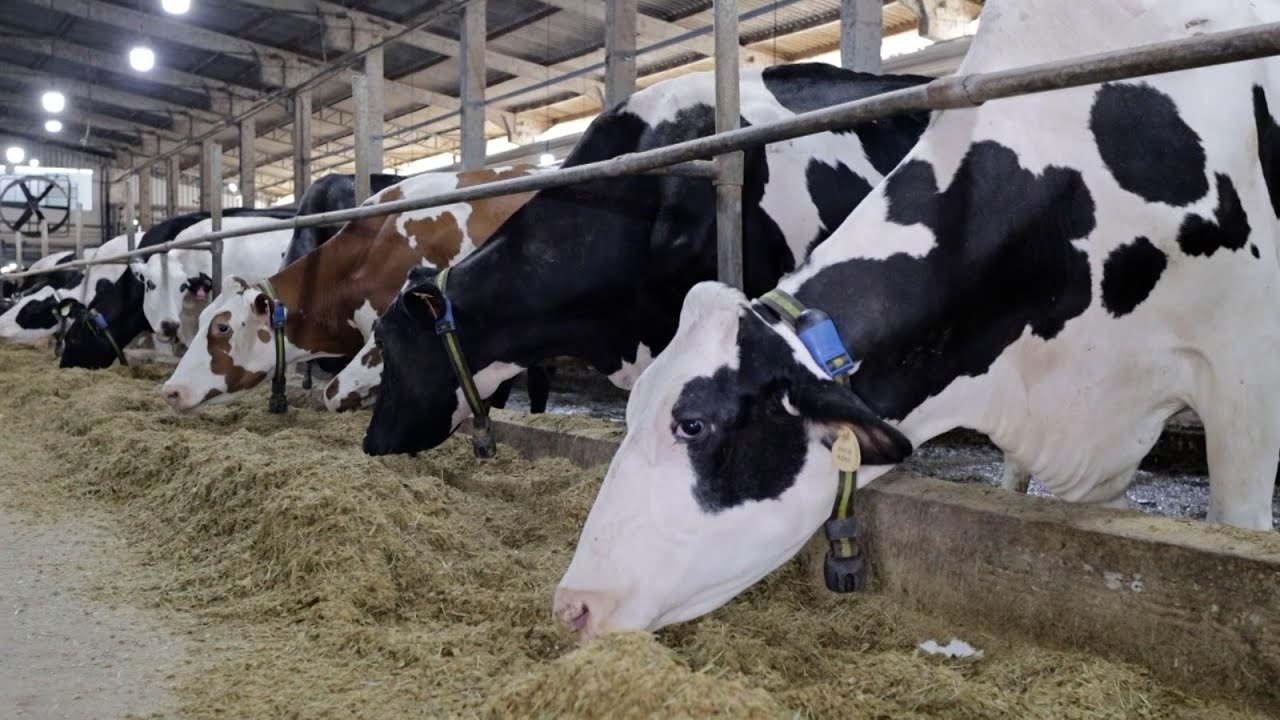 Agro Saúde e Cooperação - Bacia Leiteira de SC