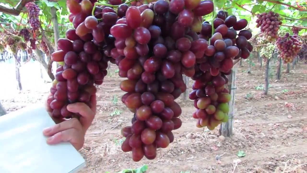 Spontella's  Crimson grapes production