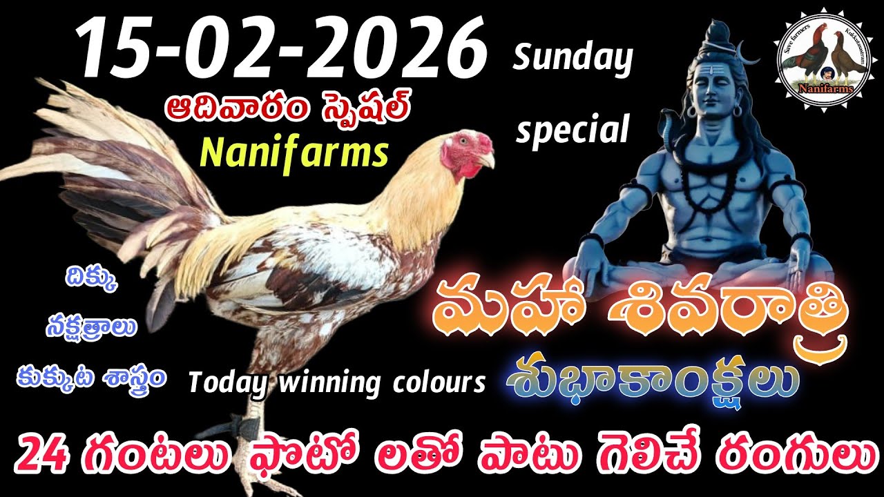 15 February 2026 Today winning colours//Nanifarms colourupdate//kukkutasastram telugu #colorupdate 