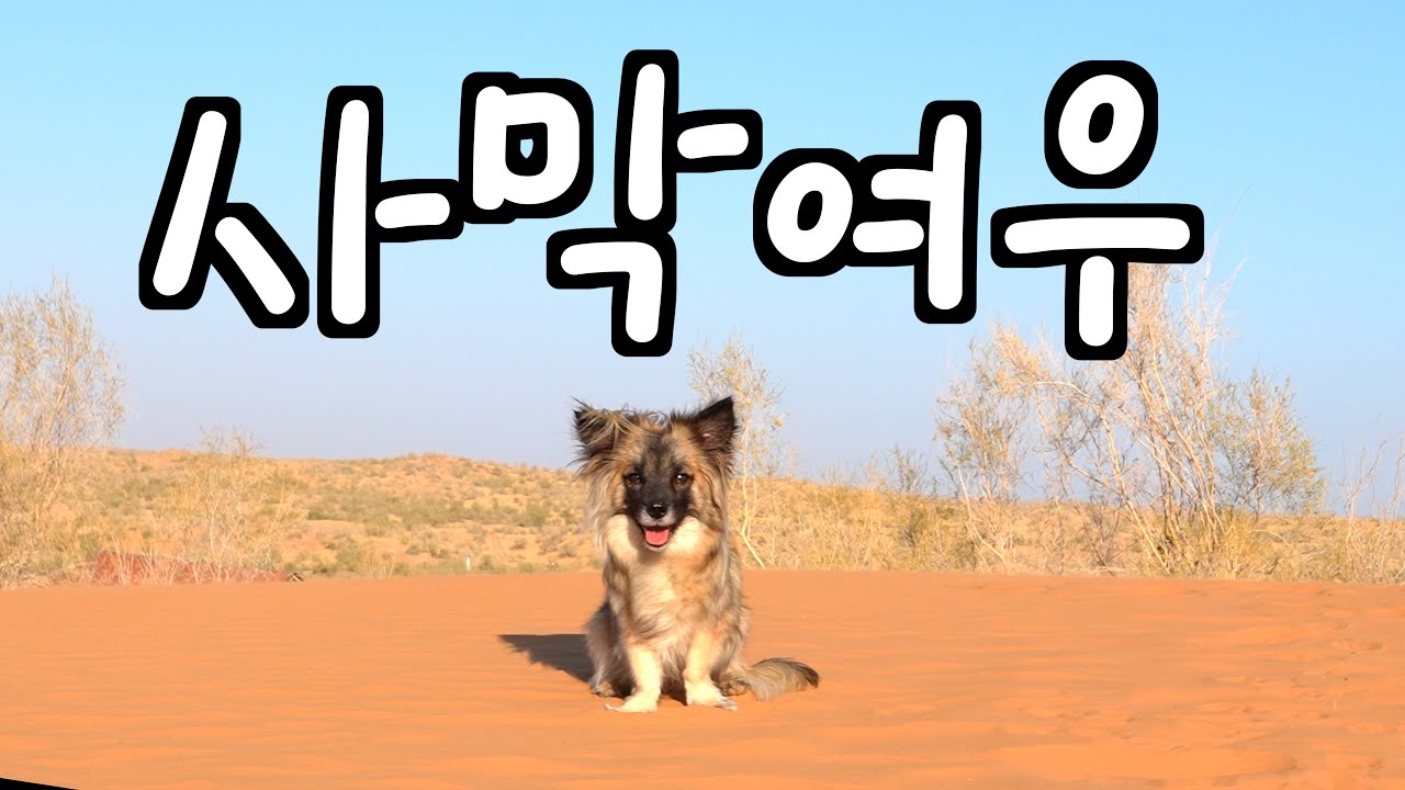 사막여우를 입양했습니다 [우즈벡 EP. 4]