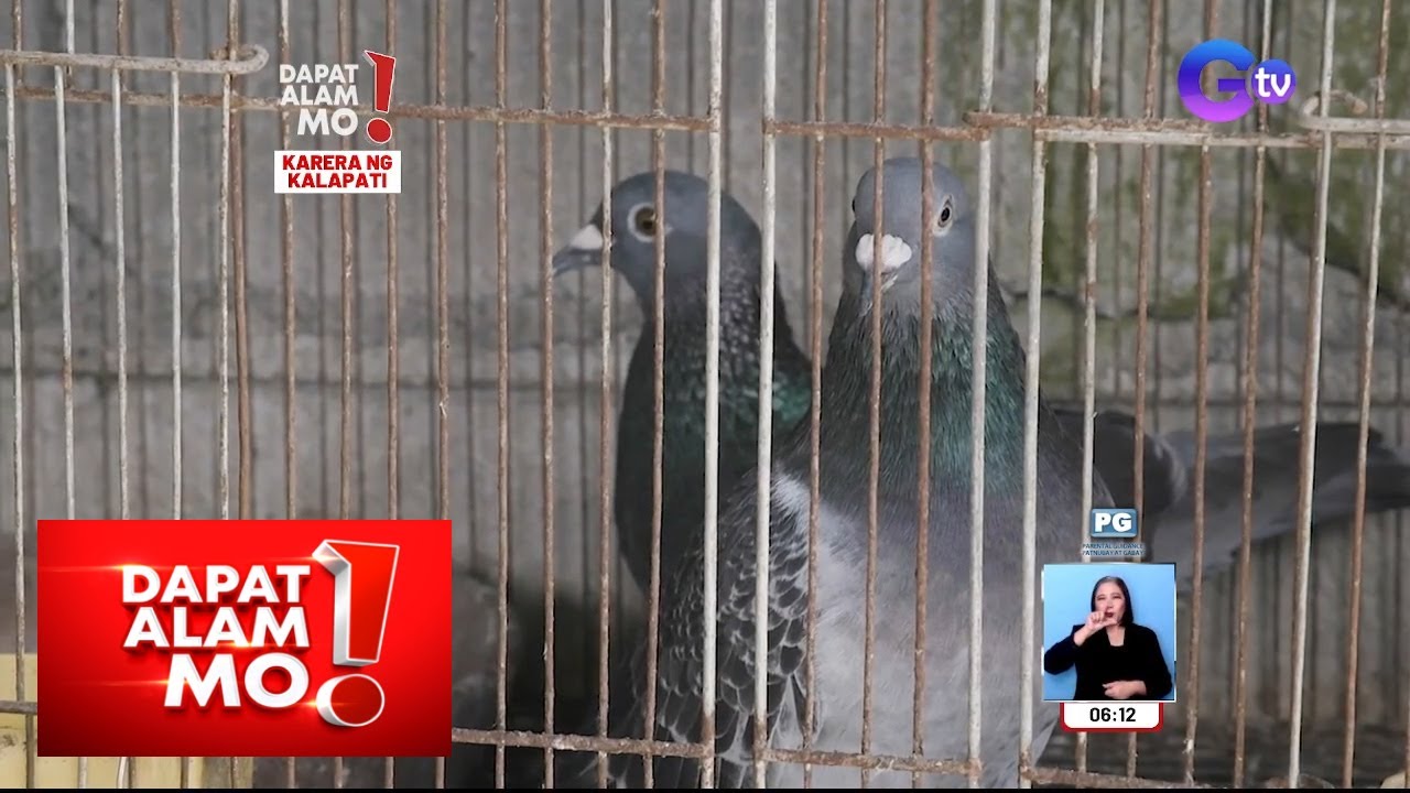 Karera ng mga kalapati, gagawin na ulit ngayong taon! | Dapat Alam Mo!