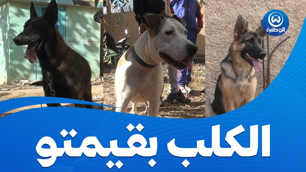 شاهد.. كلب بارجي ألماني في عمرو 11 أشهر لكن السعر نتاعو؟؟؟؟