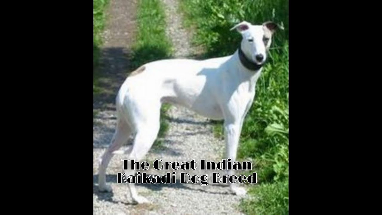 The Great Indian Kaikadi Dog Breed