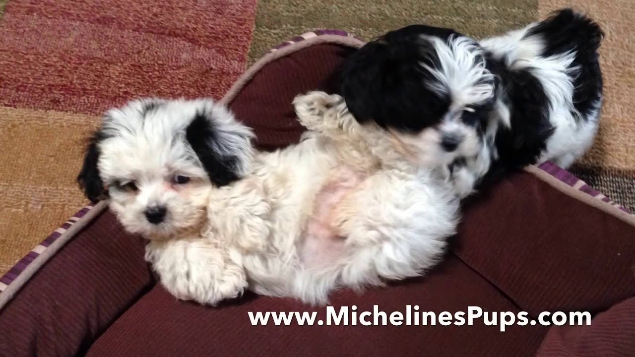 How to teach a Mal Shi pup to sit and lay down - Micheline's Pups Florida