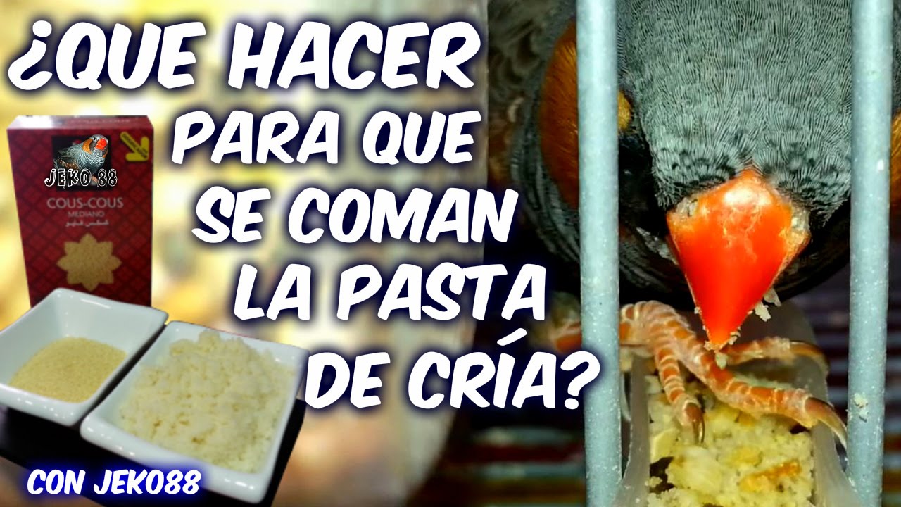 NO SE COMEN LA PASTA DE CRÍA - ¿QUE HAGO?