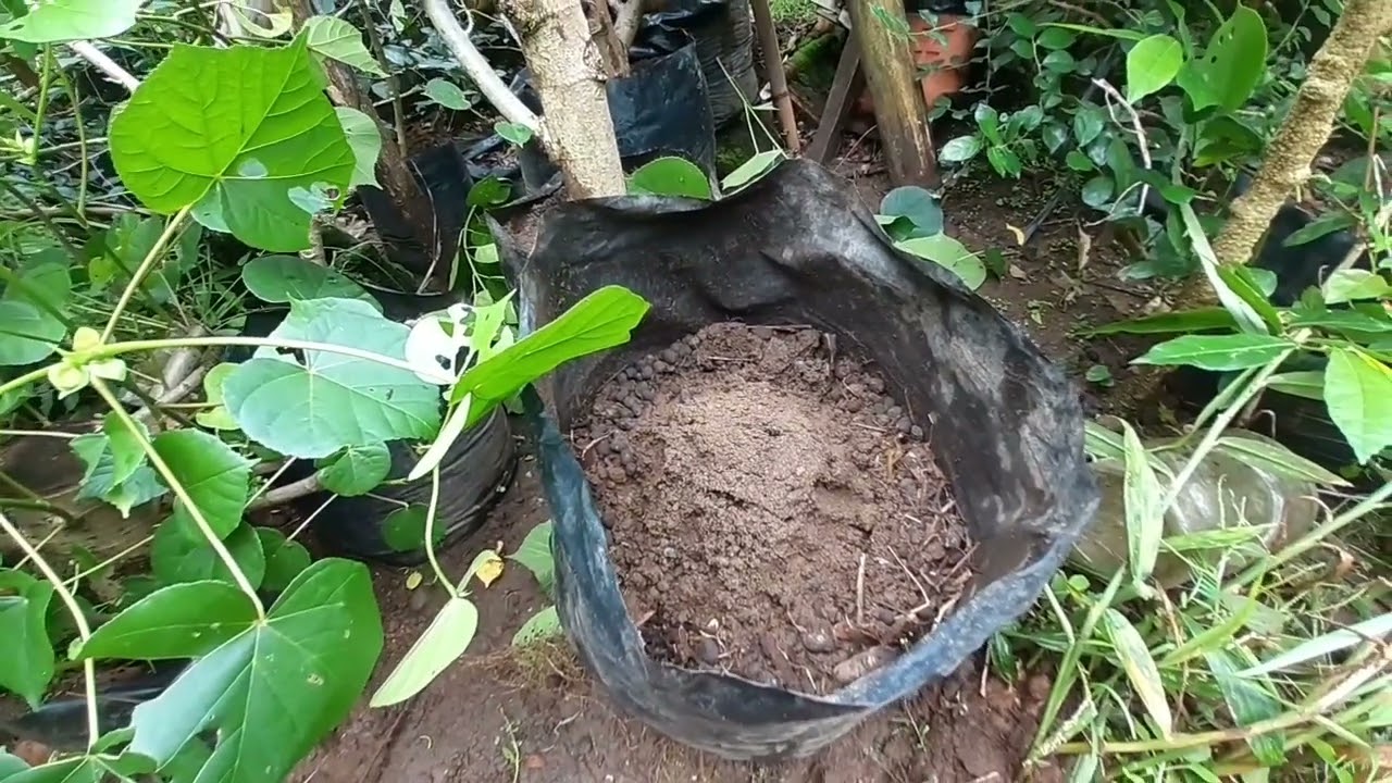 PENATAAN ULANG AKAR BAHAN BONSAI WARU