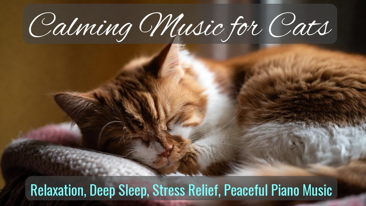 LIVE 🌙 Peaceful Night Music for Lazy Cats 🐾 | Season 64