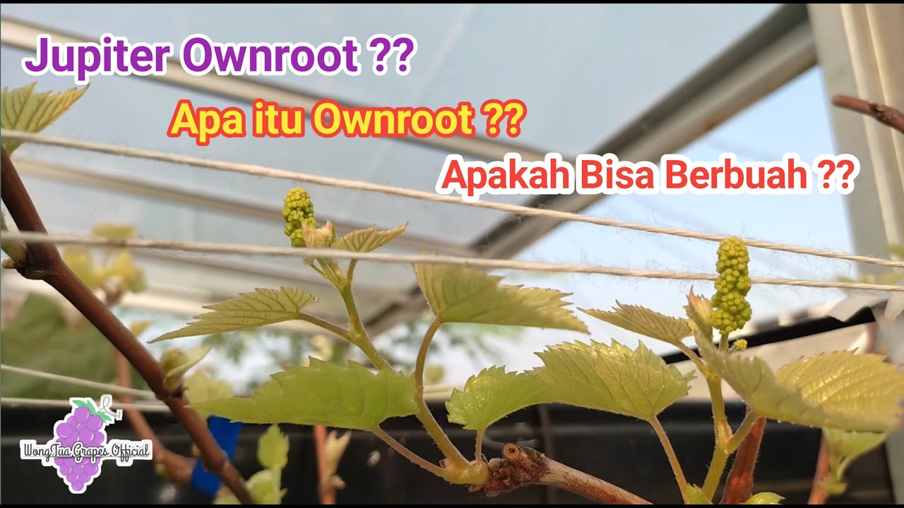 Anggur Jupiter Ownroot ?? Apa itu OWNROOT ?? Apakah Bisa Berbuah ??