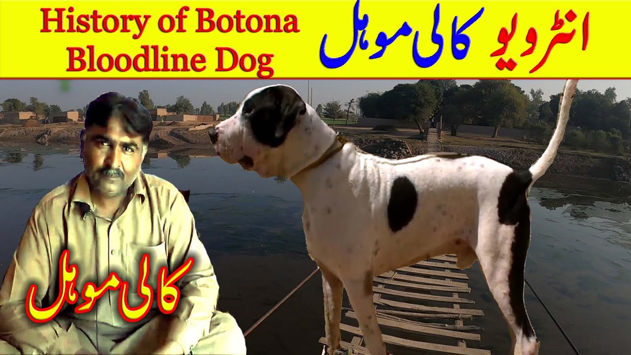 Top Class Bully Dogs 2023 Batoona Blood Bully Dogs  history of Batona Breed Dogs By Nafa TV HD