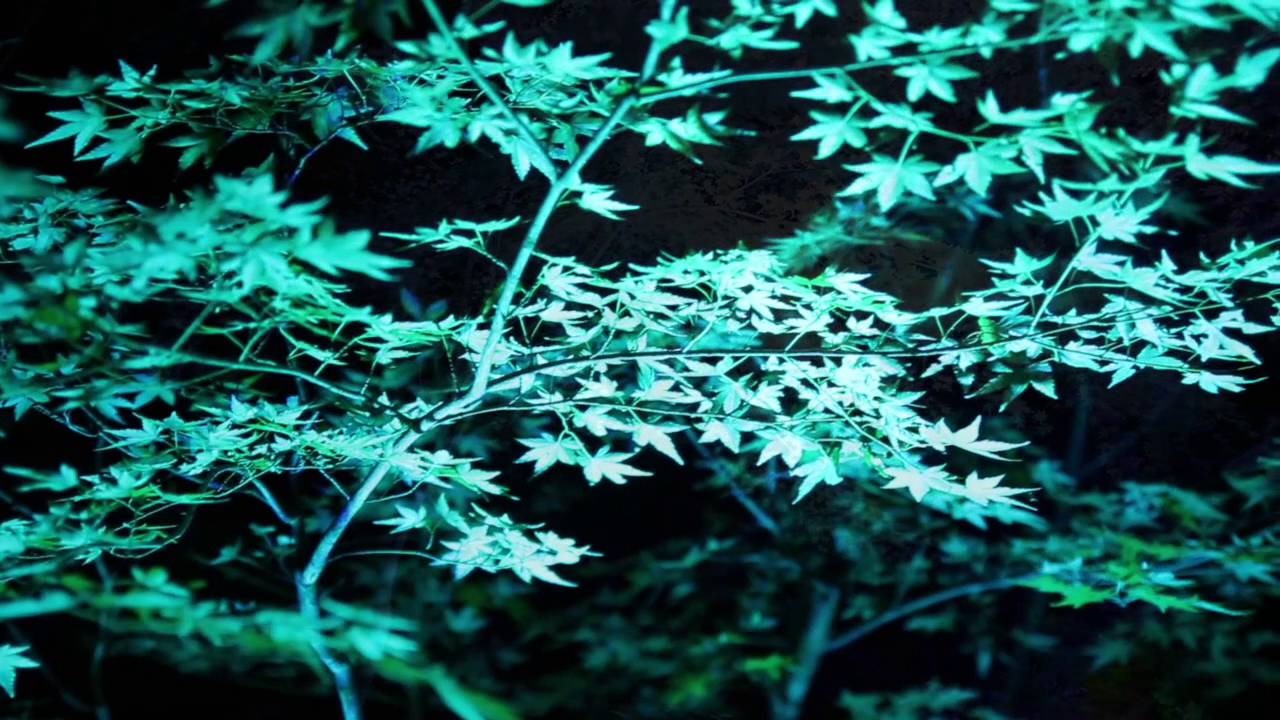 Shimogamo Shrine, Light Festival in Tadasu no Mori