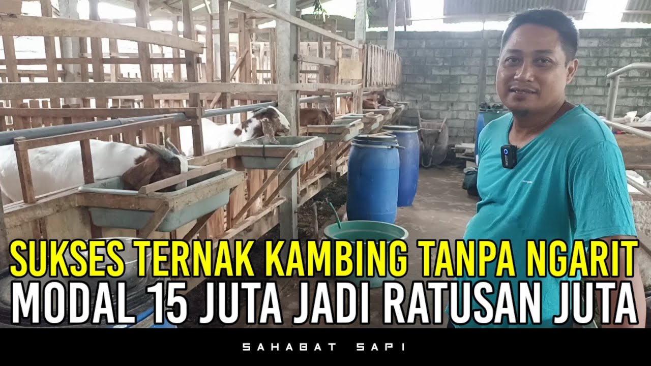 SUKSES TERNAK KAMBING BOER TANPA NGARIT TANPA ANGON
