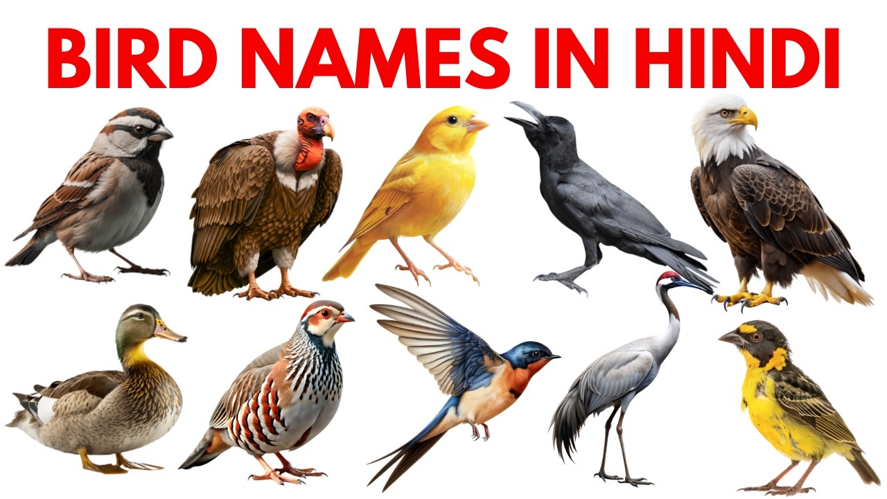 पक्षियों के नाम हिंदी और इंग्लिश में | Bird Names in Hindi and English | Kids Learning Video