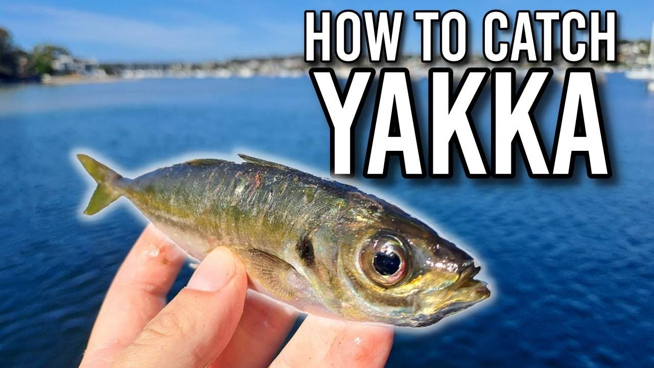 Guide: 3 steps for easy Yakka (Gunnamatta Bay Baths)