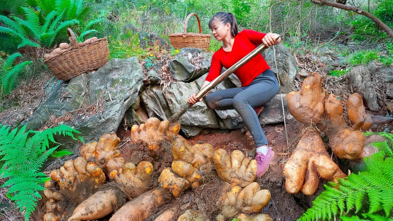 Harvesting Wild Tubers Under the Rock Go to Market Sell, Live with Nature | Phuong Harvest Life