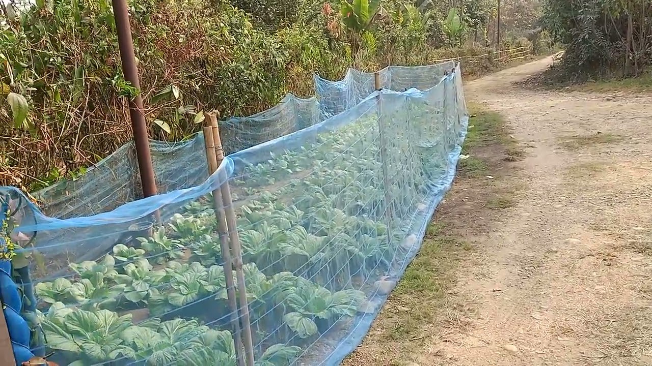 Sis Ben watering the vegetable garden