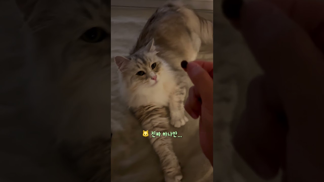 진짜 하나만...