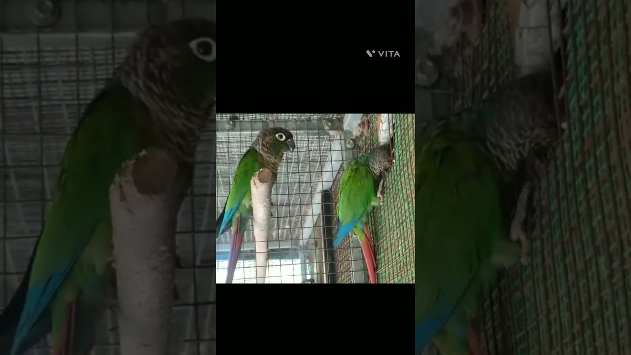 Green cheek conure | breeding pair | #duniyapets | #katrayikunji #handfeeding | mannengode koppam |