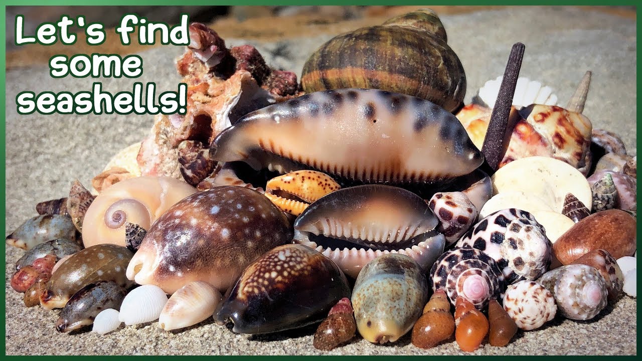 Finding Seashells in the Rock Pools | A Few Shells on a  Sunny Winter's Day #shelling #shell