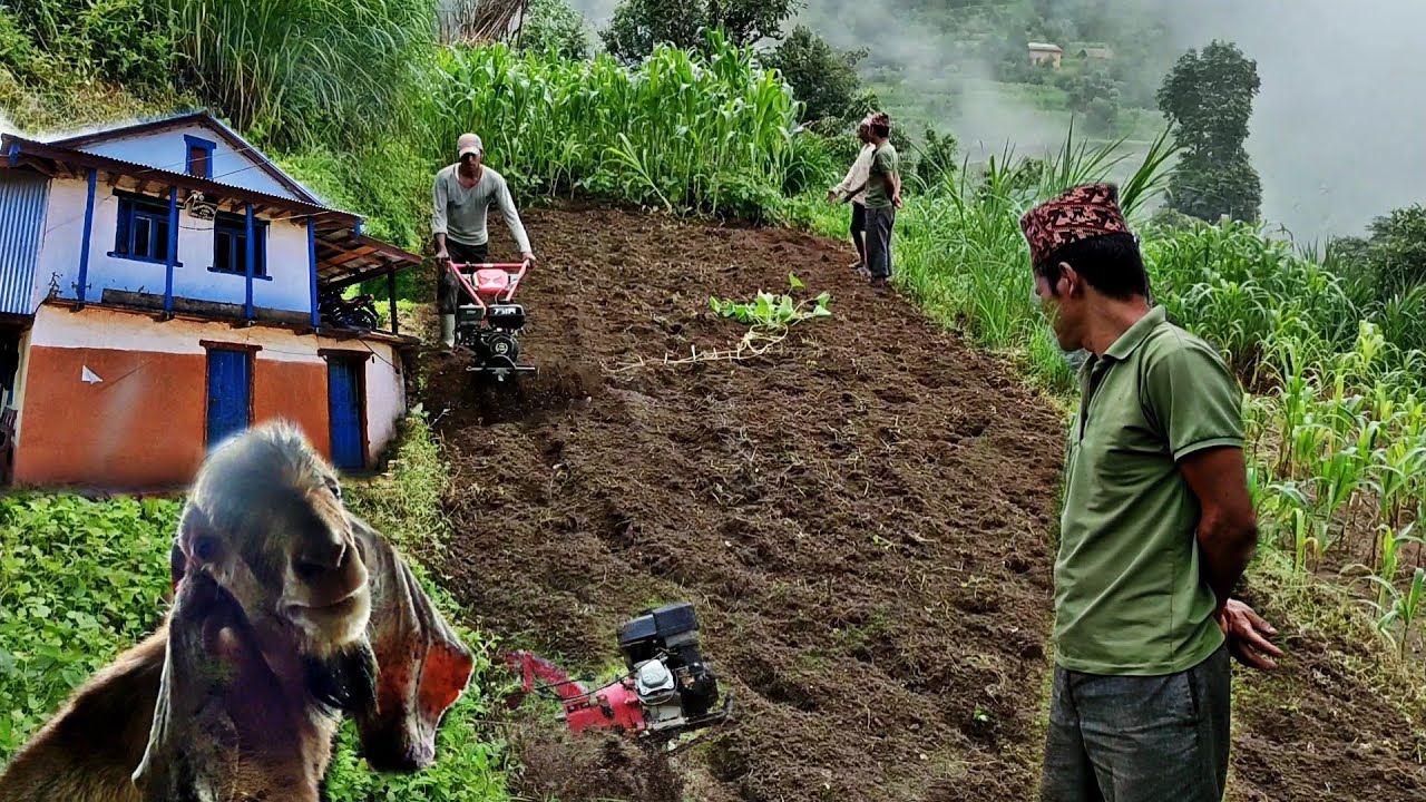 Ploughing Field With Tractor in Village Nepal || Farming Life in Nepali Village || Beautiful Village