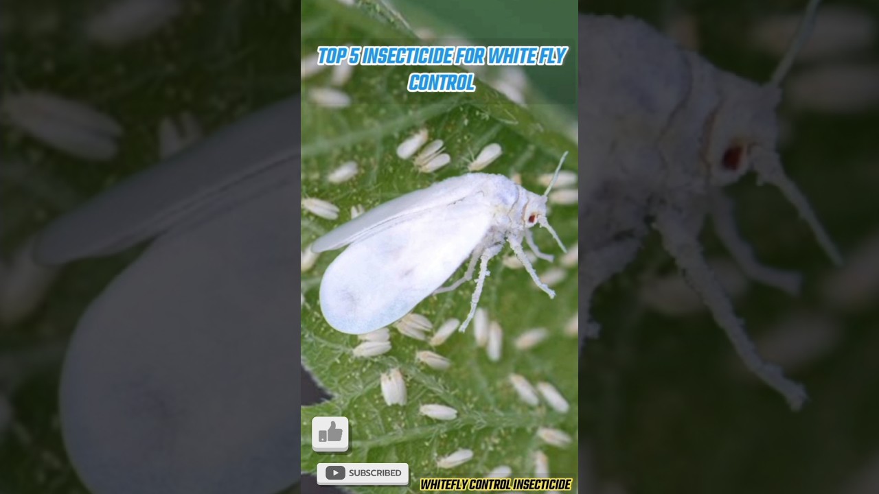 Top 5 Insecticide For Whitefly control Insecticide #insecticide #whitefly #sh...