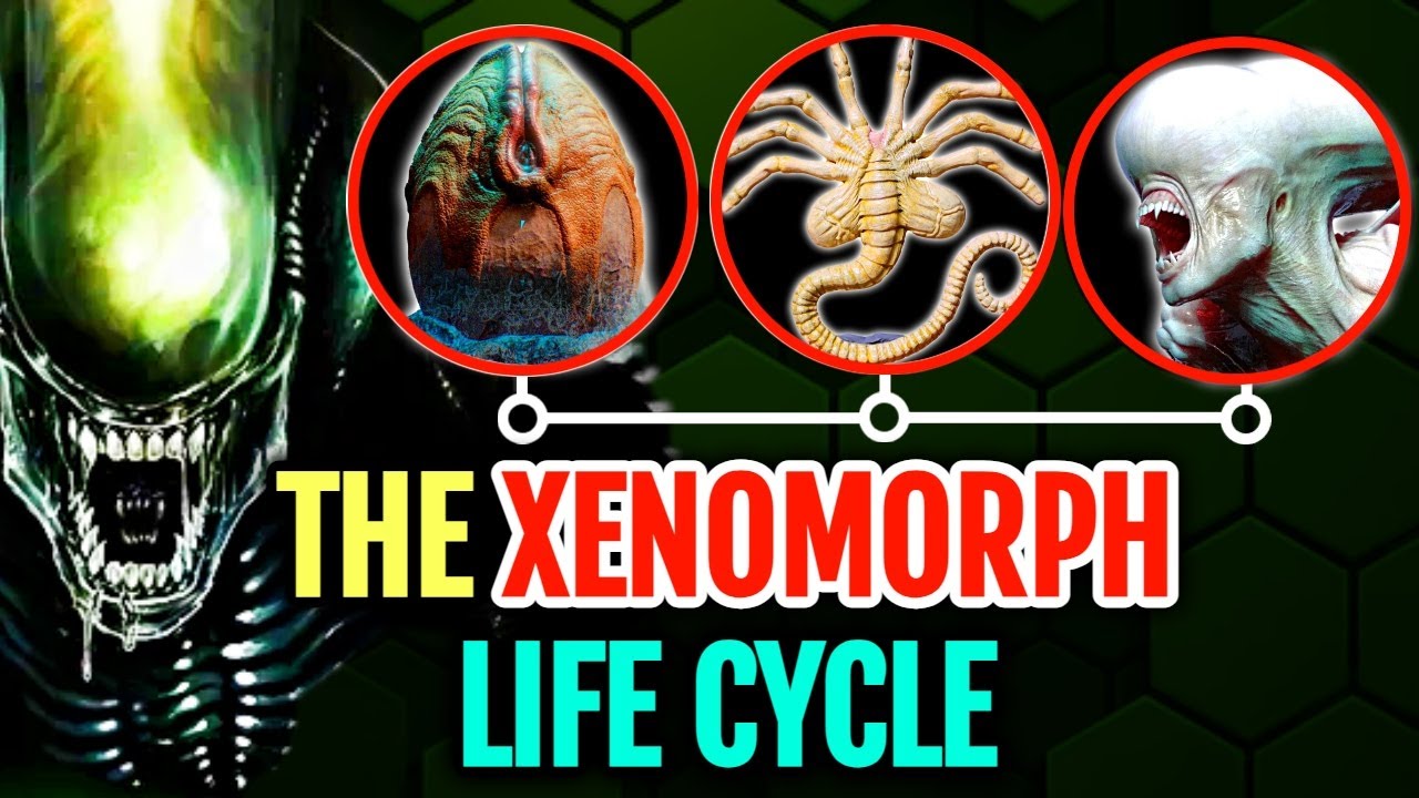 Entire Xenomorph Life Cycle Dissected In Detail From The Xeno-Egg To Facehugger To Newborn Xenomorph