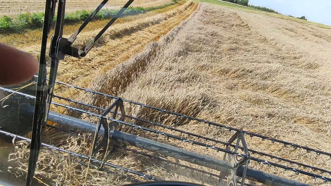 Pszenżyto odmiana SU Liborius ok 10t z ha.