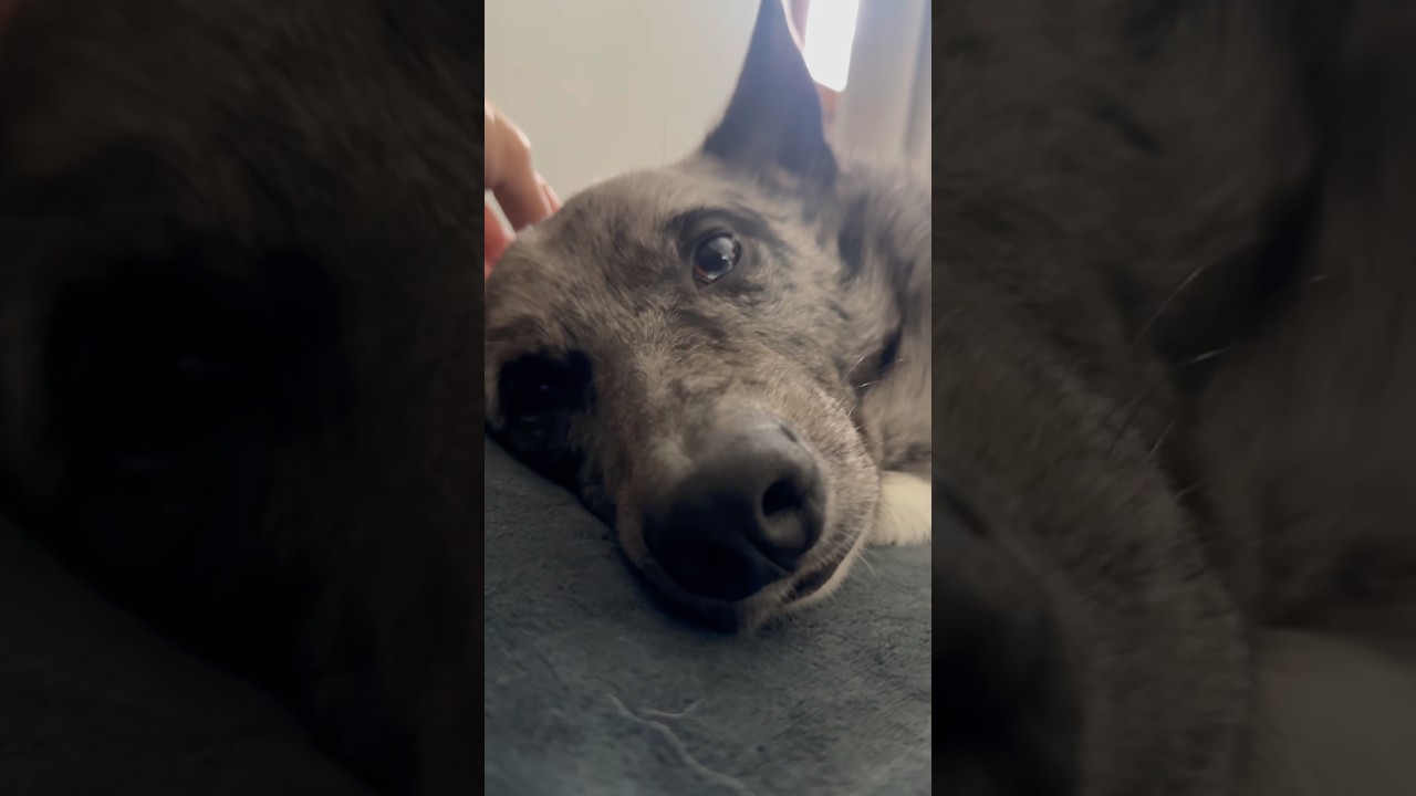 Думаете, он виновен? #gsd #baddog #dogmom #dogdad #petshub #dogowner #shorts #fyp #dog