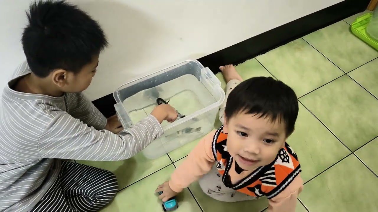 白寫錦鯉