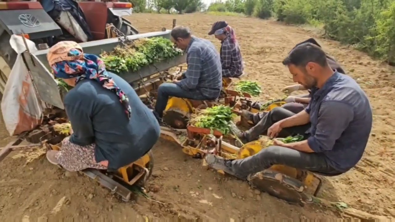 DEMİRCİ'nin ESENYURT KÖYÜNDE NURULLAH ÖZDAĞAN'IN TÜTÜN DİKİMİNDEN GÖRÜNTÜLER 22-05-2024
