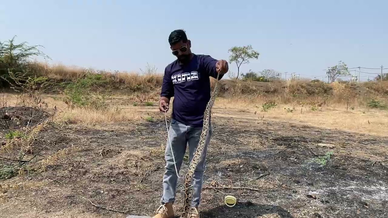 ರಕ್ಷಣೆ ಮಾಡಿದ ವಿಷಕಾರಿ *ಕೊಳಕು ಮಂಡಳ* ಹಾವುRescue Russell wiper snake full venomous 🐍😱