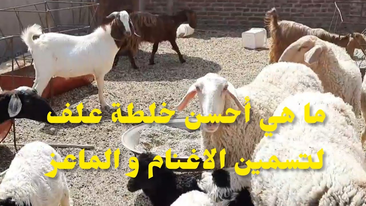كيف تعمل احسن خلطة علف لاسرع تحويل في الاغنام و الماعز