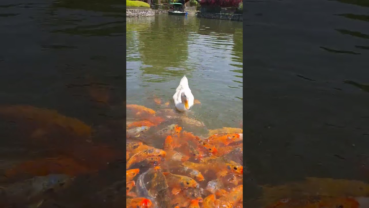 BEBEK BERENANG , BEBEK BERENANG SAMA IKAN , BEBEK PEKING , BEBEK PUTIH , BEBEK ASLI , DI KALI LUCU