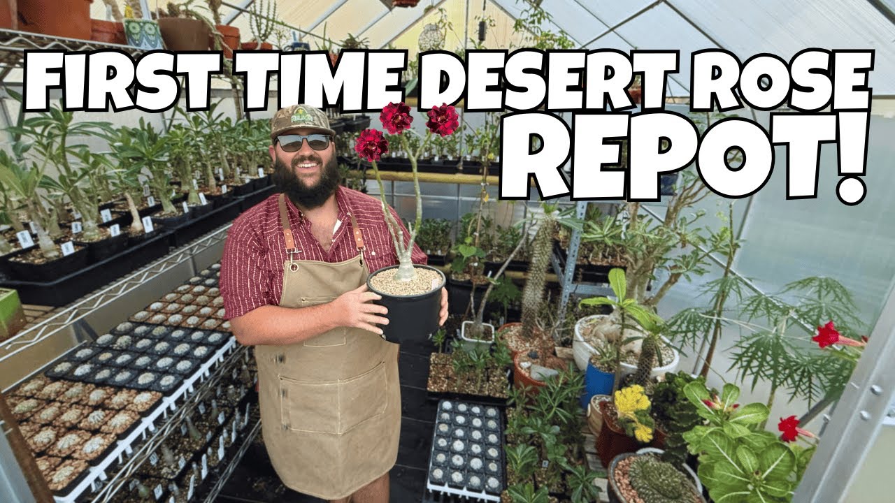 Пересадка пустынной розы: 101 шаг за шагом для здоровых корней и великолепных цветов
